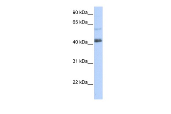 PRDM15 Antibody