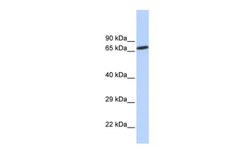 ZNF571 Antibody