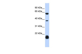 HTR3E Antibody