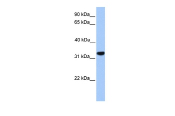 CACNG4 Antibody