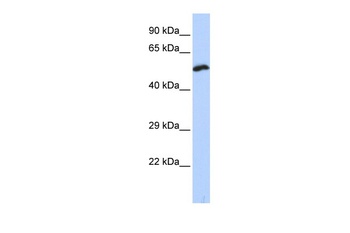 KCNS1 Antibody