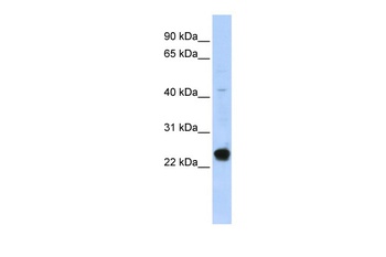 C16orf80 Antibody