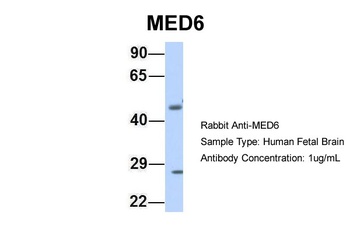 MED6 Antibody