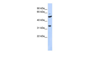 ZFP36L2 Antibody