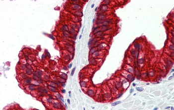 SP3 Antibody