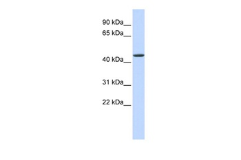 JMJD4 Antibody