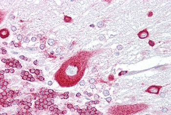 PURA Antibody