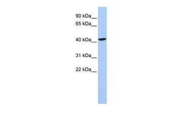 LHX4 Antibody