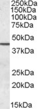 BAG4 Antibody