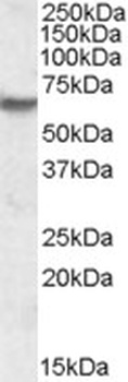 PLEKHB1 Antibody