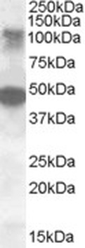 LRP4 Antibody