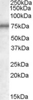 ANKK1 Antibody