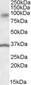 STK11IP Antibody