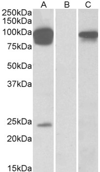 USP43 Antibody