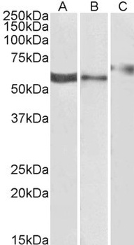 SNX19 Antibody