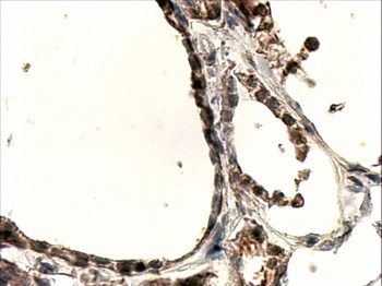 GPR142 Antibody