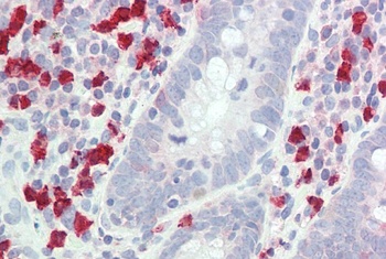 GCH1 Antibody