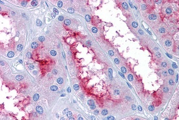 GCC185 Antibody
