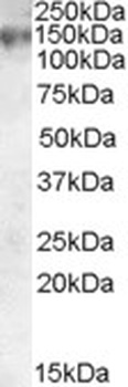 DAGLA Antibody