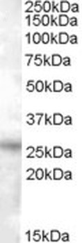 CHRNB4 Antibody