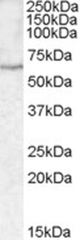 ABCA9 Antibody