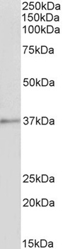 Annexin A1 Antibody
