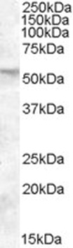 GABRA4 Antibody