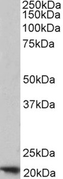 APOL3 Antibody