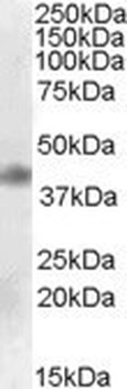 APOBEC1 Antibody