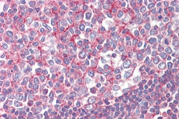 SEPT2 Antibody