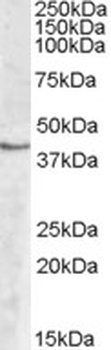 GRIA4 Antibody