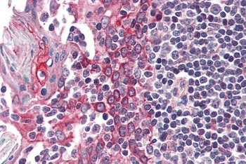 UCN3 Antibody