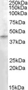 PNPLA3 Antibody