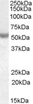 PNPLA2 Antibody