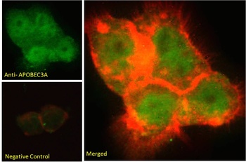 APOBEC3A Antibody