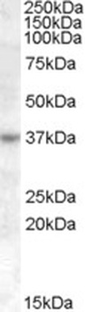 NPFFR1 Antibody