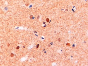 Neurexin 1 Antibody