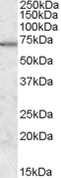 MTHFD2L Antibody