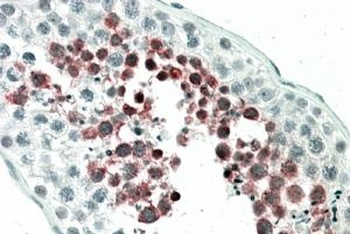 EPB41L4B Antibody
