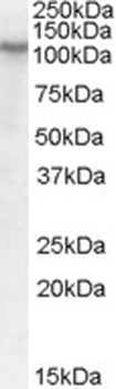 DACH2 Antibody