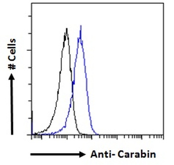 Carabin Antibody