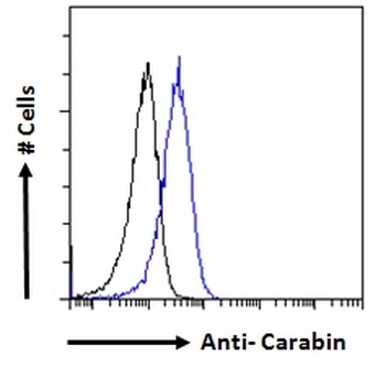 TBC1D10C Antibody