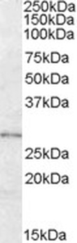 BOC Antibody