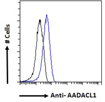 AADACL1 Antibody