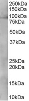 XAB2 Antibody