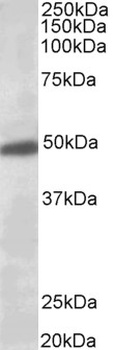 TEB4 Antibody