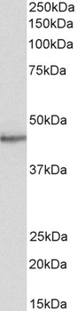 STAP-2 Antibody