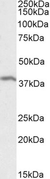 SMUG1 Antibody