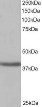 SIRT4 Antibody