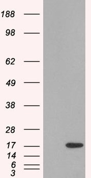 SH2D1A Antibody